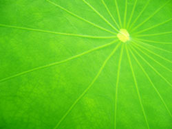 blatt
